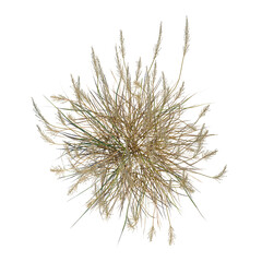 Calamagrostis acutiflora tree plan, top view, cutout, transparent background, isolate, Autumn landscape with vibrant foliage, colorful trees, and warm sunlight, scenic view