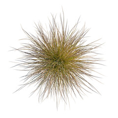 Obraz premium Carex testacea tree plan, top view, cutout, transparent background, isolate, Golden meadow grass texture, close-up view, soft focus, natural background, beauty