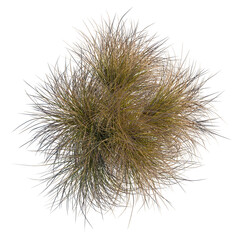 Carex testacea tree plan, top view, cutout, transparent background, isolate, Dense forest...