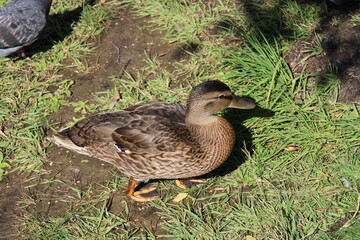 duck beautiful view from above, large,