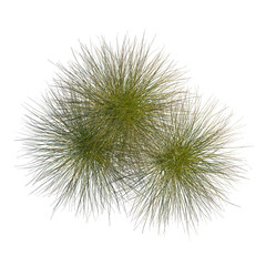 Deschampsia cespitosa tree plan, top view, cutout, transparent background, isolate, Lush green...