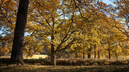 Naklejka premium Autumnal Colours and playing with light on a country walk, Gibside, County Durham, November 2025