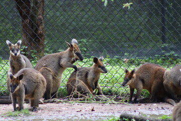 mother and baby kangaroo © Alireza