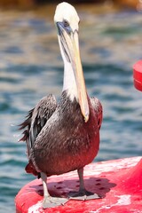 Cabo San Lucas, Mexico
