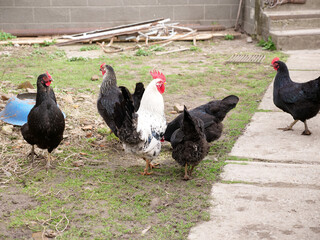 Adult chickens and chicks in agricultural conditions.