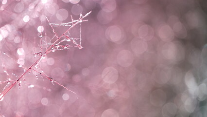 Aesthetic grass flowers in a field light up by golden morning light. Autumn scenic nature in pastel earth tone.