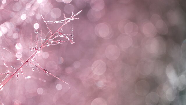 Aesthetic grass flowers in a field light up by golden morning light. Autumn scenic nature in pastel earth tone.