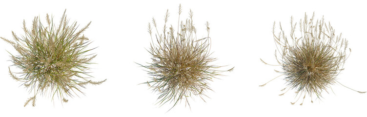 Fototapeta premium Calamagrostis acutiflora tree plan, top view, cutout, transparent background, isolate, Autumn landscape with colorful foliage, vibrant fall leaves, picturesque scenery, beautiful nature