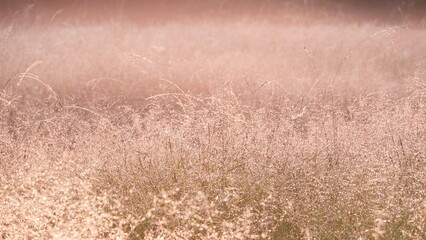 Aesthetic grass flowers in a field light up by golden morning light. Autumn scenic nature in pastel earth tone.