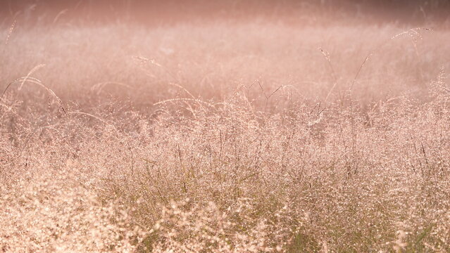 Aesthetic grass flowers in a field light up by golden morning light. Autumn scenic nature in pastel earth tone.