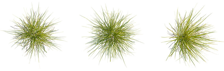 Carex elata tree plan, top view, cutout, transparent background, isolate, Lush green foliage, vibrant texture, detailed close-up, natural plant life, serene and calming atmosphere
