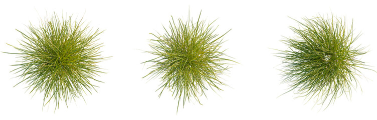 Carex elata tree plan, top view, cutout, transparent background, isolate, Green lush foliage close up, vibrant leaves texture, tropical plants, nature background, botanical elements