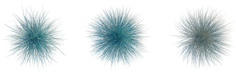 Helictotrichon sempervirens tree plan, top view, cutout, transparent background, isolate