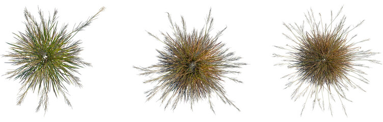 Molinia caerulea tree plan, top view, cutout, transparent background, isolate, Majestic Mountain Range, Dramatic Landscape, Scenic View, Peak, Clouds, Outdoor Photography