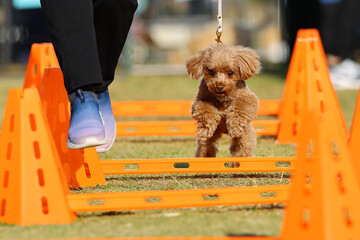 アジリティ体験でハードルを飛び越えるトイ・プードル