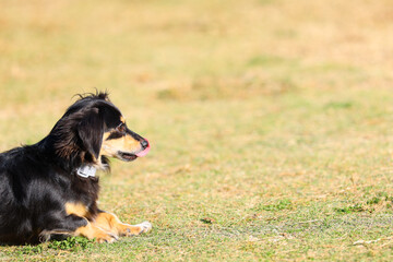芝生の上で物思いに耽るミニチュアダックスフンド