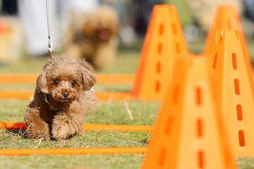 アジリティ体験でハードルを飛び越えるトイ・プードル