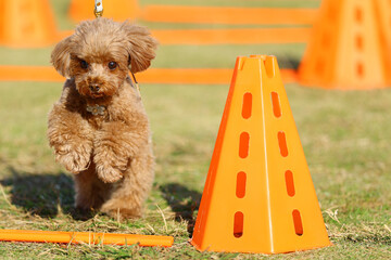 アジリティ体験でハードルを飛び越えるトイ・プードル