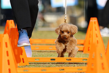 アジリティ体験で、ハードルを飛び越えるトイ・プードル