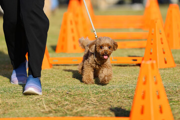 アジリティ体験で、ハードルを飛び越えるトイ・プードル