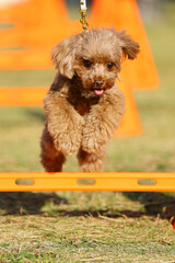 アジリティ体験でハードルを飛び越えるトイ・プードル