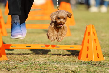 アジリティ体験でハードルを飛び越えるトイ・プードル
