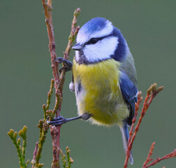 The Eurasian blue tit is a small passerine bird in the tit family, Paridae. © bizMARAfoto