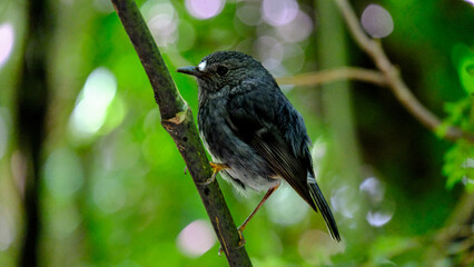 Toutouwai North Island robin bird perched on tree branch in forest in Wellington, New Zealand Aotearoa
