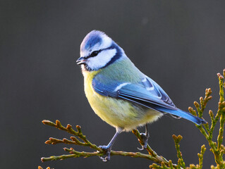 blue tit parus major