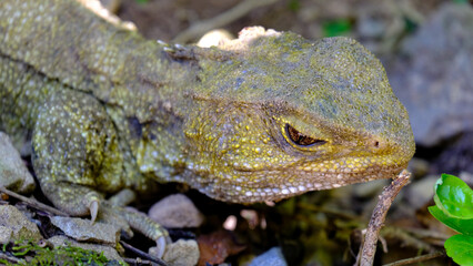 Closeup of tuatara endemic reptile with olive green skin and red hazel coloured eye in Zealandia, Wellington New Zealand Aotearoa