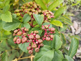 Red Leea plant (Leea rubra) in outdoor garden. Tropical plant. Close up view 