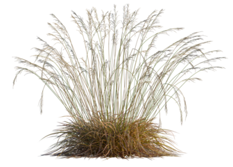 Molinia caerulea tree, front view, cutout, transparent background, isolate, Dramatic sunset over a vast field of golden wheat, rural landscape, harvest time