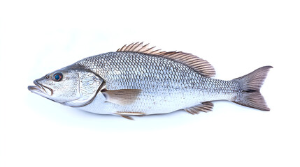 Fototapeta premium fish on white background