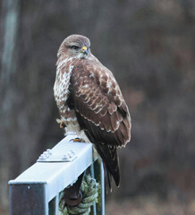 The common buzzard is a medium-to-large bird of prey which has a large range.