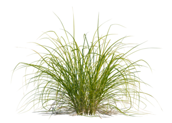 Carex elata tree, front view, cutout, transparent background, isolate, Lush green grass field, vibrant meadow, summer landscape, natural beauty, serene pasture