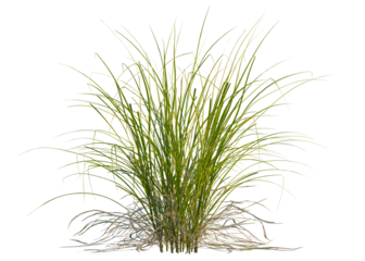Carex elata tree, front view, cutout, transparent background, isolate, Dry grass field texture, autumn background, rural landscape, golden hour, nature scene