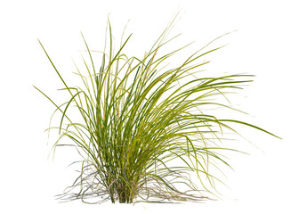 Carex elata tree, front view, cutout, transparent background, isolate, Close-up of lush green grass blades, vibrant texture, natural beauty, fresh, healthy growth