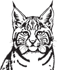 Detailed black and white bobcat drawing with intricate fur texture on transparent background