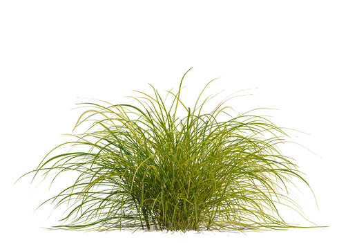 Carex elata tree, front view, cutout, transparent background, isolate, Lush green meadow with tall grass, vibrant summer landscape, peaceful rural scenery