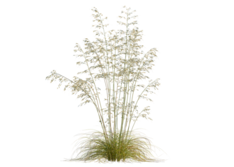 Celtica gigantea tree, front view, cutout, transparent background, isolate, Golden wheat field at sunset, rural landscape, agriculture, harvest season, scenic view
