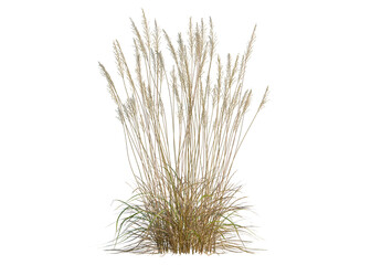 Fototapeta premium Calamagrostis acutiflora tree, front view, cutout, transparent background, isolate, Golden wheat field landscape, summer harvest, rural scene, agricultural background, idyllic countryside