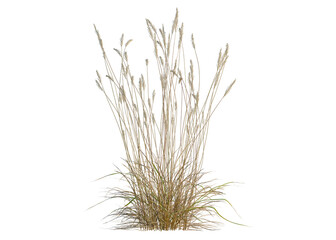 Fototapeta premium Calamagrostis acutiflora tree, front view, cutout, transparent background, isolate, Golden wheat field at sunset, rural landscape, agriculture, harvest season, warm light