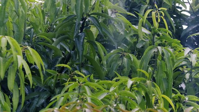 lush green mango tree leaves with fresh foliage blowing in the wind in a tropical garden nature scene