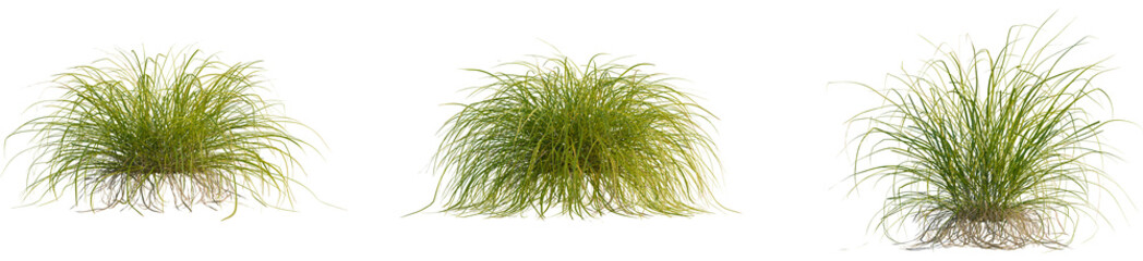 Fototapeta premium Carex elata tree, front view, 4k png, transparent background, cutout isolate, Close-up of a green plant with intricate root system, nature's beauty, botanical illustration, organic growth