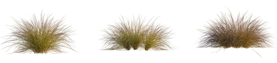 Carex testacea tree, front view, 4k png, transparent background, cutout isolate, A close-up shot of a beautiful young woman with delicate makeup and elegant hairstyle © DH Tree Stock