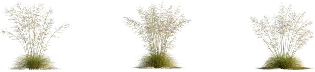 Deschampsia cespitosa tree, front view, 4k png, transparent background, cutout isolate, Young boy smiling and playing with a dog on a grassy field, summertime fun