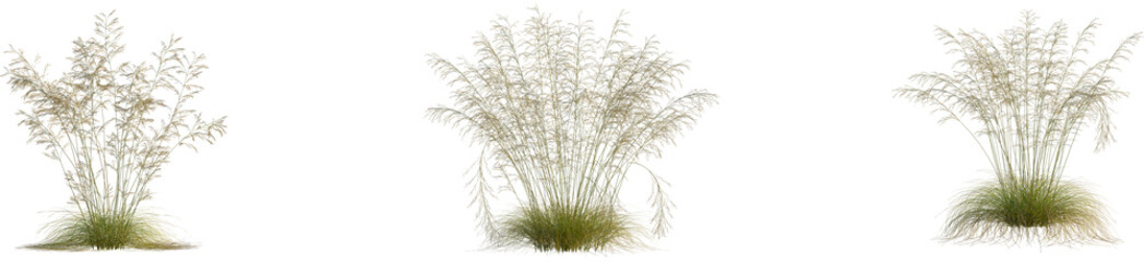 Deschampsia cespitosa tree, front view, 4k png, transparent background, cutout isolate, Lush green grass field, vibrant meadow landscape, rural scene, natural beauty, springtime