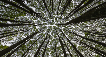 Obraz premium Low Angle View of Forest Canopy