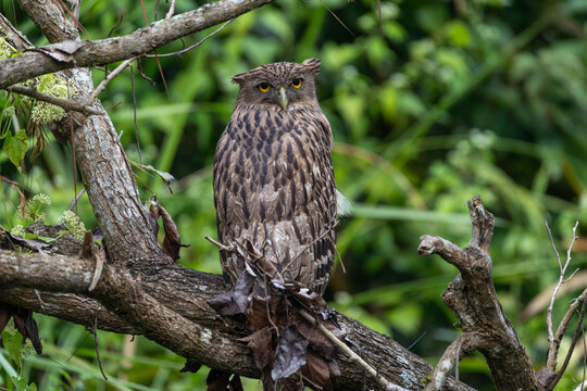Brown Fish-owl perched on a tree branch, a large nocturnal owl with striking yellow eyes and mottled brown plumage, photographed in its natural forest habitat.