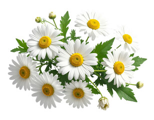 Fototapeta premium Chamomile Flowers with Herbal Accents Transparent Background.